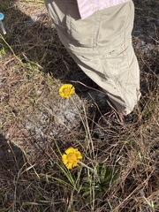 Helenium pinnatifidum