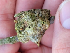 Callirhytis quercuscornigera