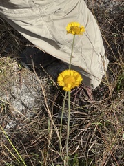 Helenium pinnatifidum