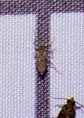 Chaoborus punctipennis