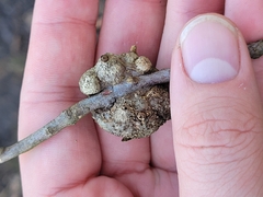 Callirhytis quercuscornigera