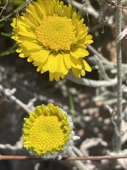 Baileya multiradiata