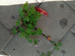 Geranium