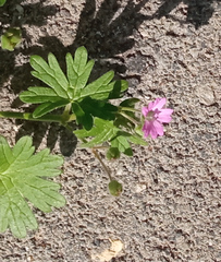 Geranium