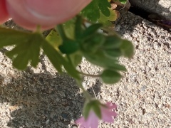 Geranium