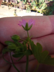 Geranium