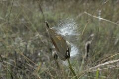 Asclepiadeae