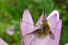 Bombylius canescens