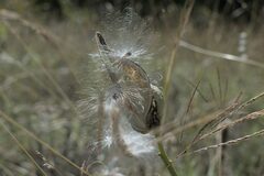 Asclepiadeae