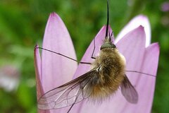 Bombylius canescens