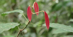 Anacardiaceae