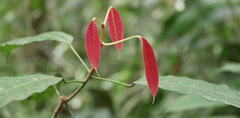 Anacardiaceae