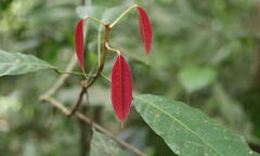 Anacardiaceae