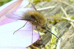 Bombylius canescens