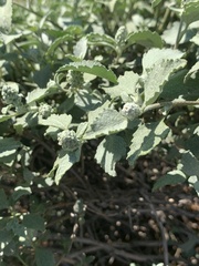 Ambrosia chenopodiifolia