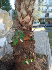 Ficus religiosa
