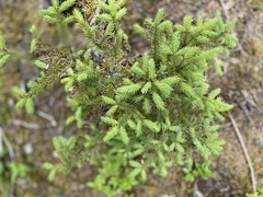 Picea rubens