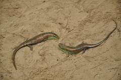 Dasia olivacea