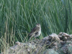 Anthus hellmayri