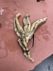 Stylasterias forreri