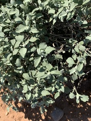 Ambrosia chenopodiifolia