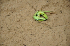 Dasia olivacea