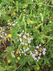 Valerianella ozarkana