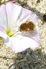 Bombylius fulvescens