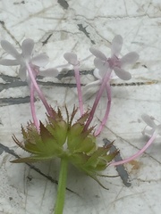 Valerianella ozarkana