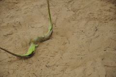Dasia olivacea