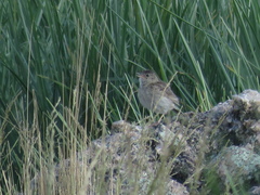 Anthus hellmayri