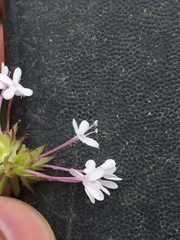 Valerianella ozarkana