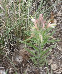 Castilleja sessiliflora