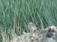 Anthus hellmayri
