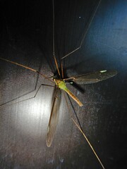 Leptotarsus albistigma