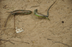 Dasia olivacea