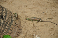 Dasia olivacea