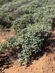 Ambrosia chenopodiifolia