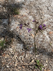 Carphephorus odoratissimus