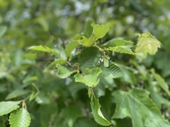 Alnus incana rugosa