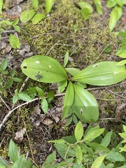 Clintonia
