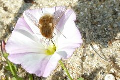 Bombylius fulvescens