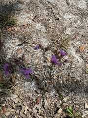 Carphephorus odoratissimus