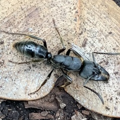Paltothyreus tarsatus