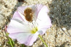 Bombylius fulvescens