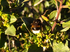 Bombus terrestris lusitanicus