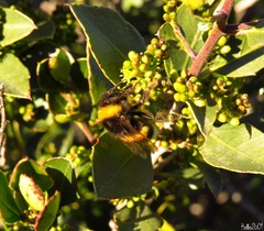 Bombus terrestris lusitanicus