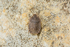 Sciocoris microphthalmus