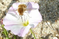 Bombylius fulvescens
