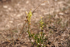 Reseda lutea